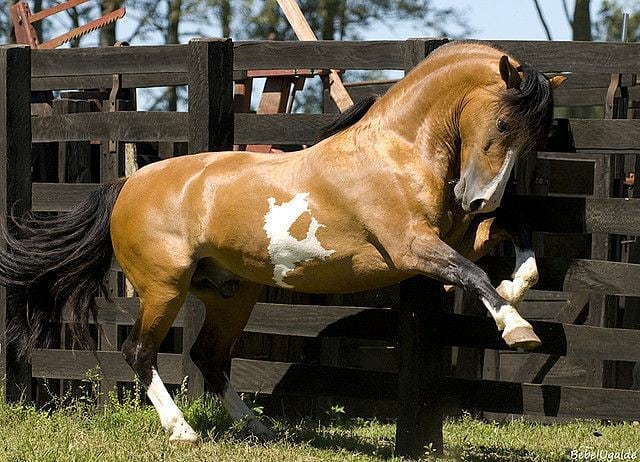 criollo horse for sale